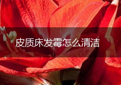 皮质床发霉怎么清洁