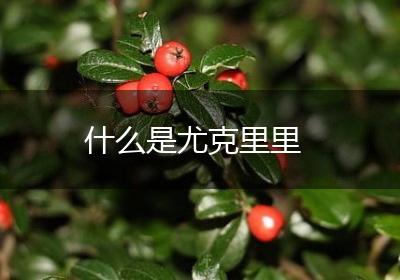 什么是尤克里里