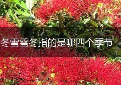 冬雪雪冬指的是哪四个季节