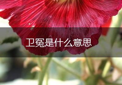 卫冤是什么意思