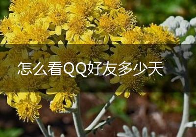 怎么看QQ好友多少天