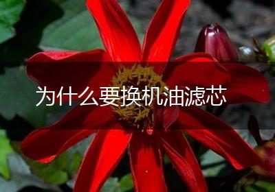为什么要换机油滤芯