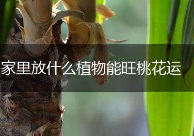 家里放什么植物能旺桃花运