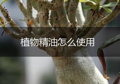 植物精油怎么使用