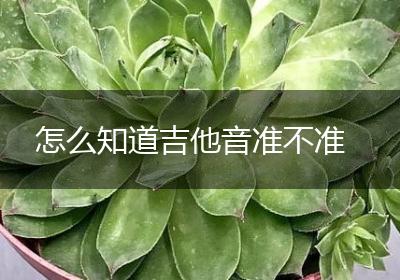 怎么知道吉他音准不准