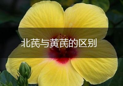 北芪与黄芪的区别