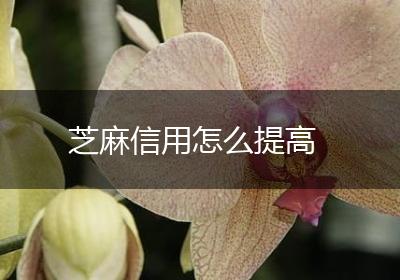 芝麻信用怎么提高
