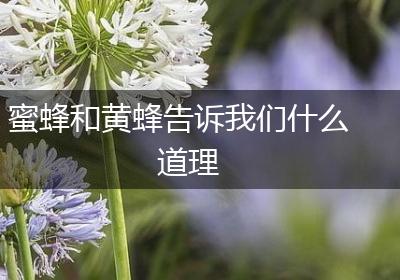 蜜蜂和黄蜂告诉我们什么道理
