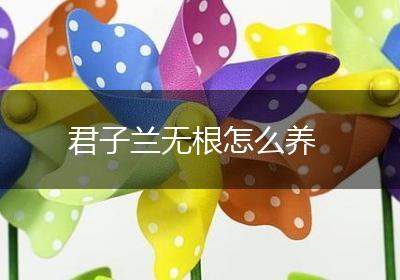 君子兰无根怎么养