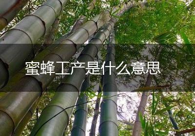 蜜蜂工产是什么意思
