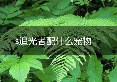 s追光者配什么宠物