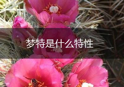 梦特是什么特性