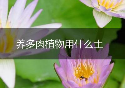 养多肉植物用什么土