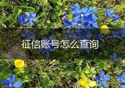 征信账号怎么查询