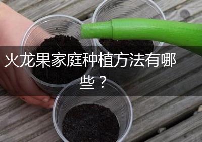 火龙果家庭种植方法有哪些？