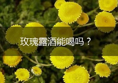 玫瑰露酒能喝吗？