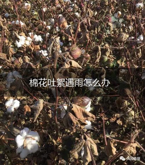 棉花吐絮遇雨怎么办,第1张