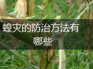 蝗灾的防治方法有哪些,第1张