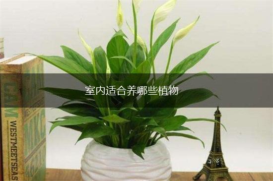 室内适合养哪些植物,第1张