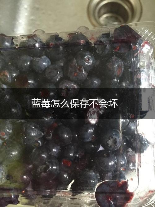 蓝莓怎么保存不会坏,第1张