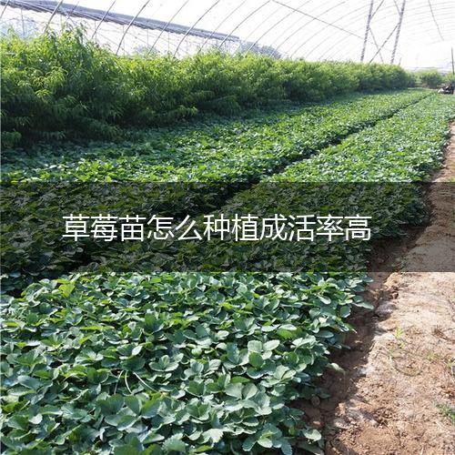 草莓苗怎么种植成活率高,第1张