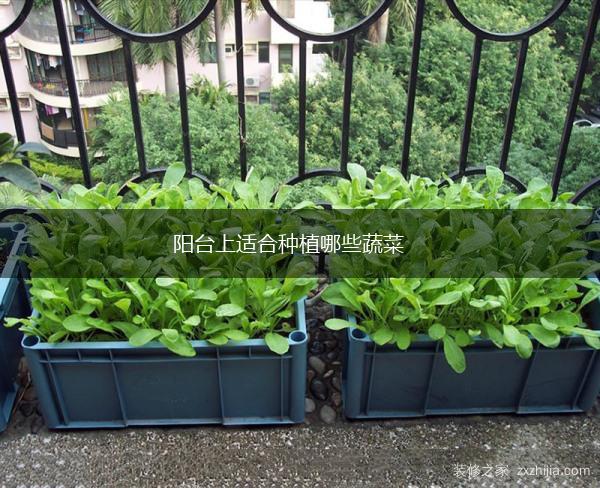 阳台上适合种植哪些蔬菜,第1张