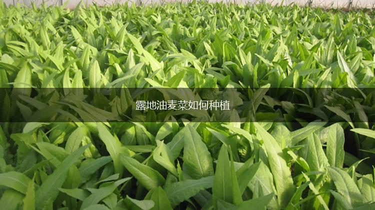 露地油麦菜如何种植,第1张