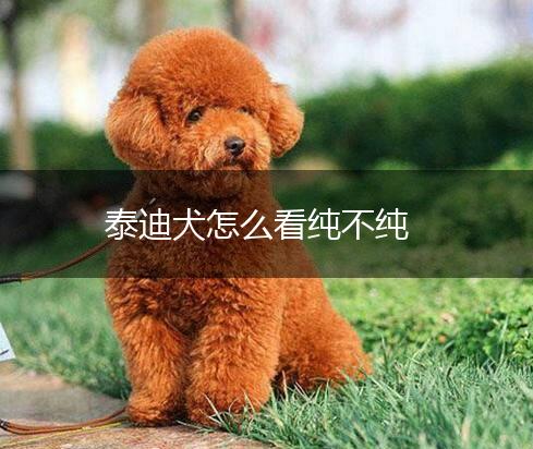 泰迪犬怎么看纯不纯,第1张