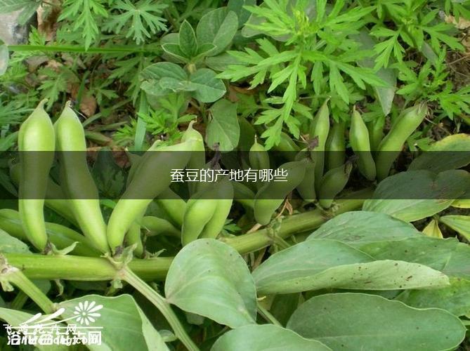蚕豆的产地有哪些,第1张