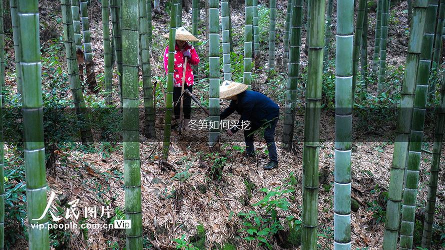 冬笋如何采挖,第1张