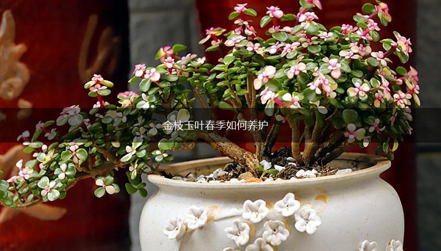 金枝玉叶春季如何养护,第1张