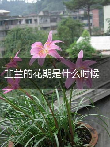 韭兰的花期是什么时候,第1张