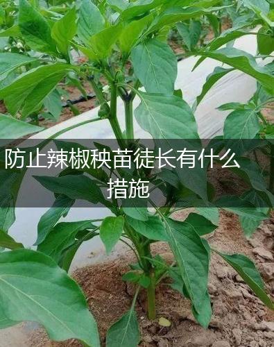 防止辣椒秧苗徒长有什么措施,第1张