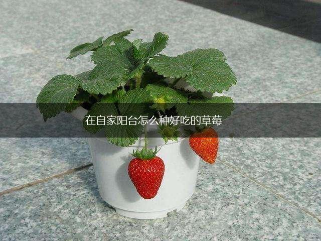 在自家阳台怎么种好吃的草莓,第1张