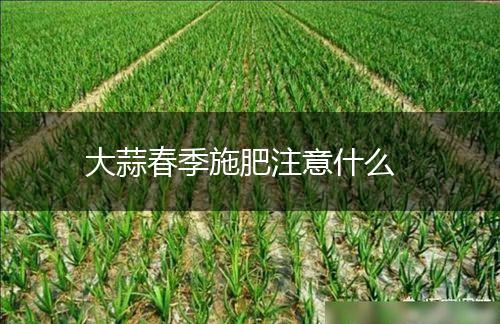 大蒜春季施肥注意什么,第1张