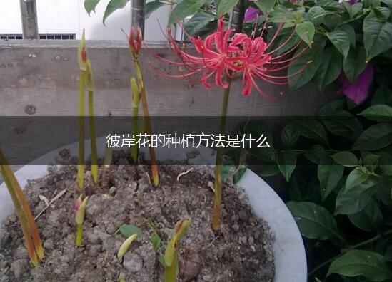彼岸花的种植方法是什么,第1张
