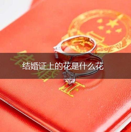 结婚证上的花是什么花,第1张
