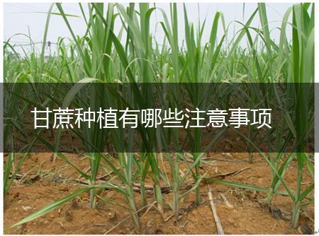 甘蔗种植有哪些注意事项,第1张