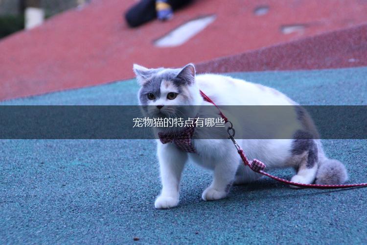 宠物猫的特点有哪些,第1张