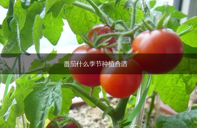 番茄什么季节种植合适,第1张