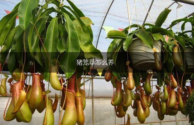 猪笼草怎么养,第1张