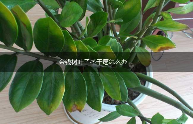 金钱树叶子茎干瘪怎么办,第1张