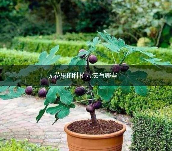 无花果的种植方法有哪些,第1张
