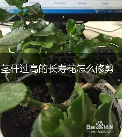 茎杆过高的长寿花怎么修剪,第1张