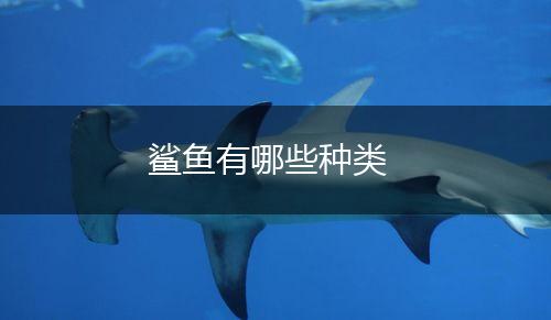 鲨鱼有哪些种类,第1张