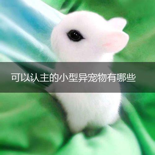 可以认主的小型异宠物有哪些,第1张