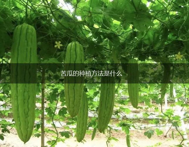 苦瓜的种植方法是什么,第1张
