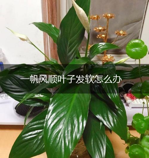 一帆风顺叶子发软怎么办,第1张