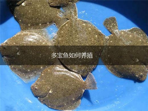 多宝鱼如何养殖,第1张
