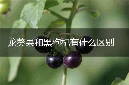 龙葵果和黑枸杞有什么区别,第1张